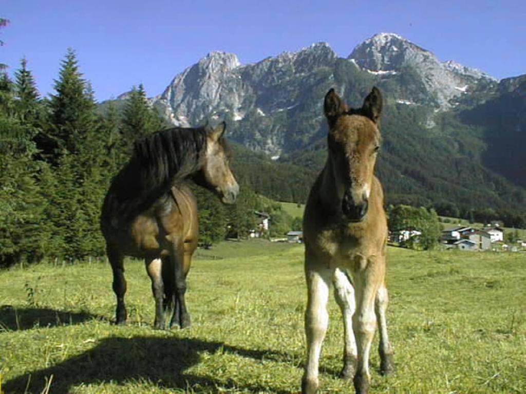 Schoerghof Abtenau Exterior photo